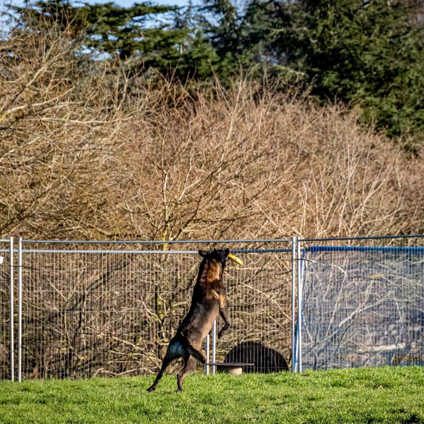 K9 Dog Training Review Must Read This Before Buying