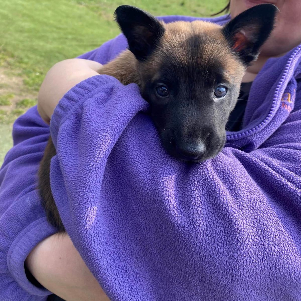 K9 Dog Training Review Must Read This Before Buying