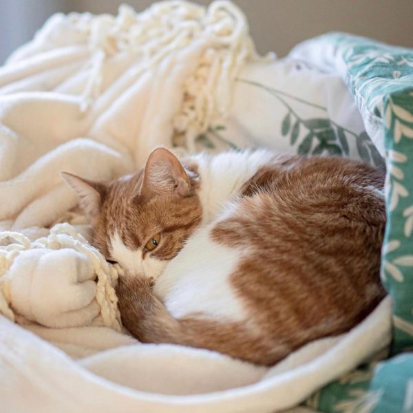 Nest Bedding Review Must Read This Before Buying