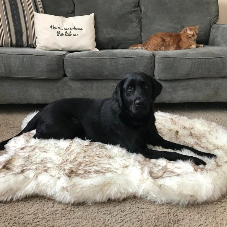 Paw Dog Bed Review Must Read This Before Buying