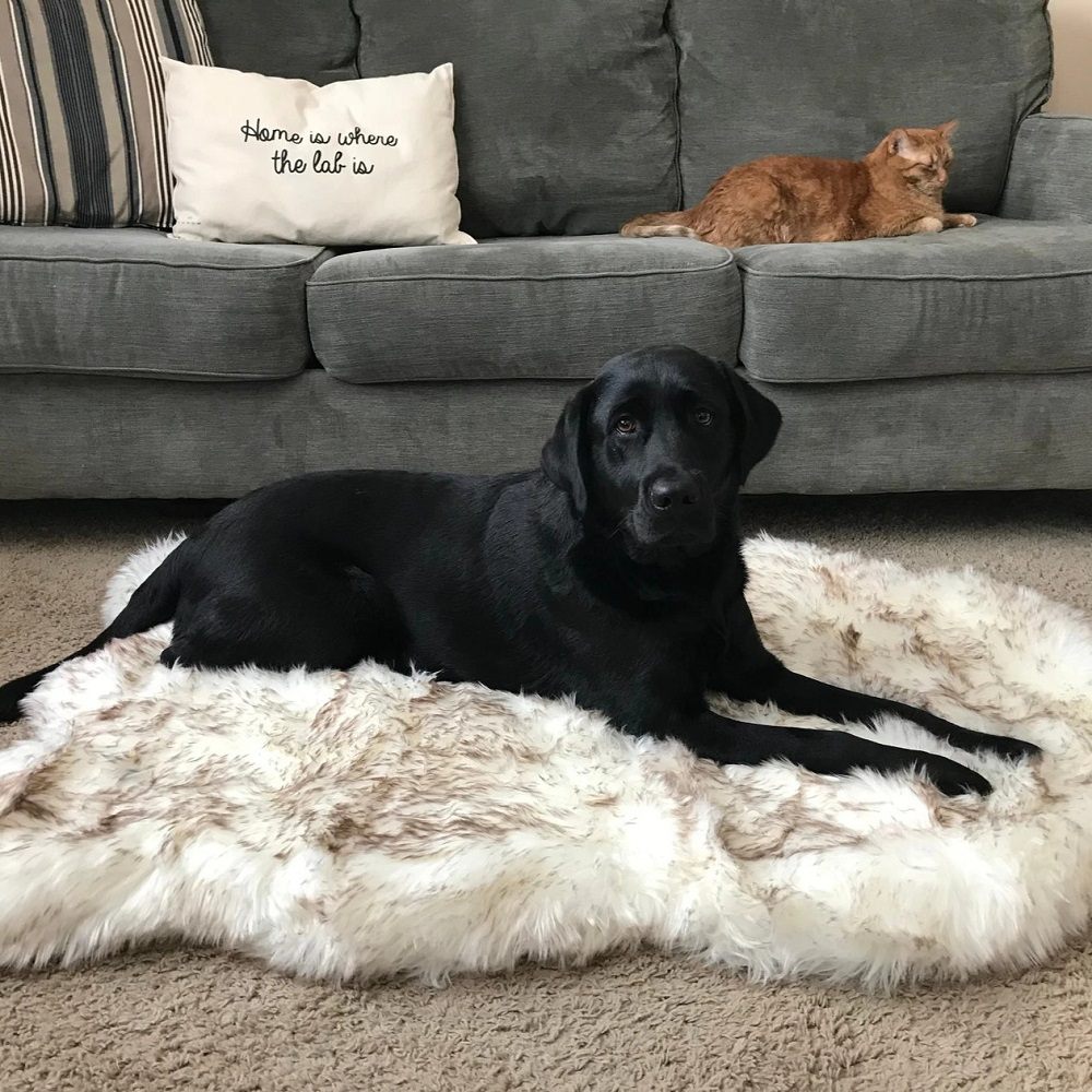 Paw PupRug Faux Fur Orthopedic Dog Bed Review