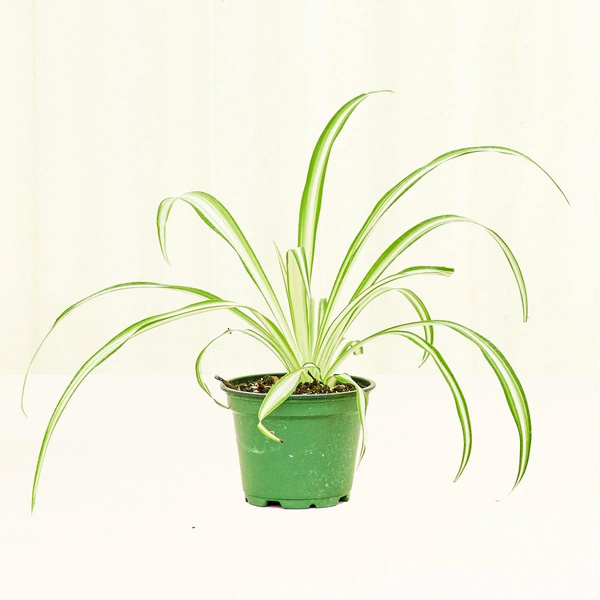 Rooted Charlotte Variegated Spider Plant Review