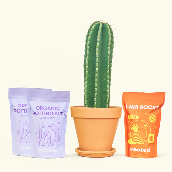 Rooted DIY Cactus Kit Review