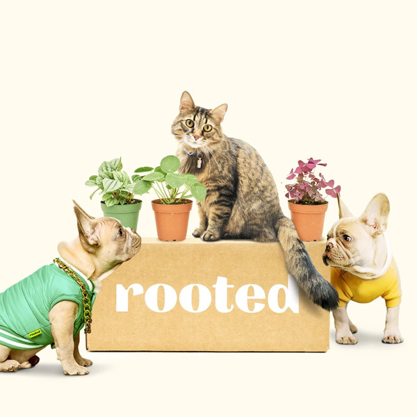 Rooted Furry Friends Subscription Box Review