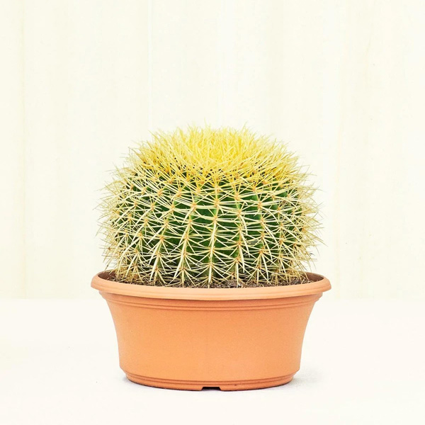 Rooted Guy Golden Barrel Cactus Review