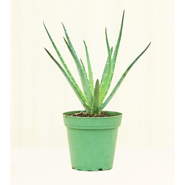 Rooted Sonic Hedgehog Aloe Review