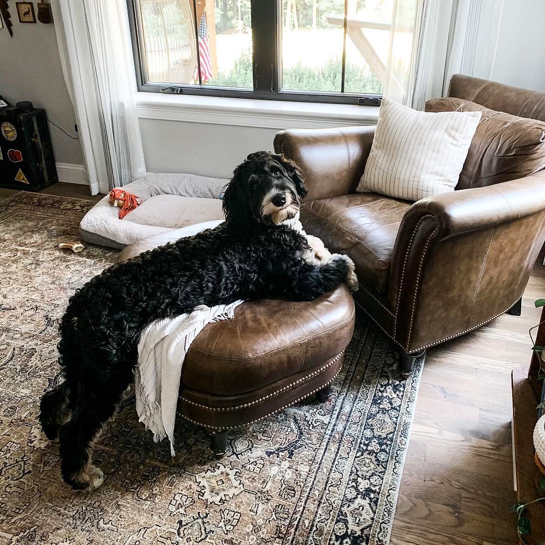 Rugs Direct Review Must Read This Before Buying