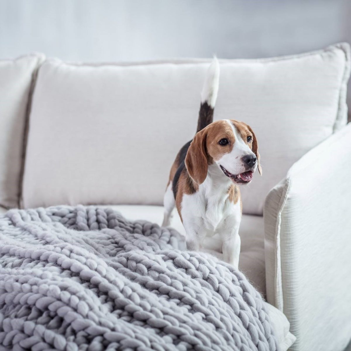 Sixpenny Review Must Read This Before Buying