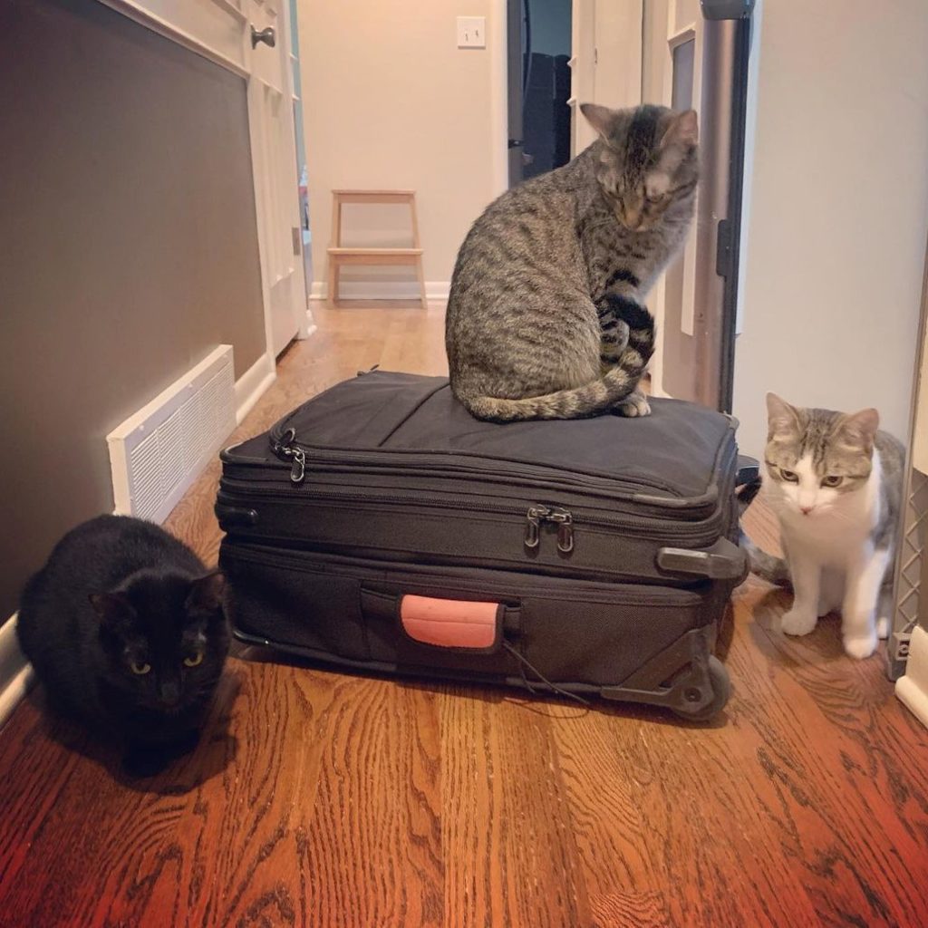 Trusted House Sitters Review