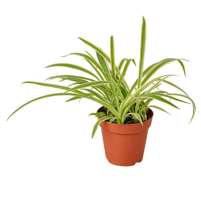 Bloombox Club Spider Plant 'Reverse' Review 
