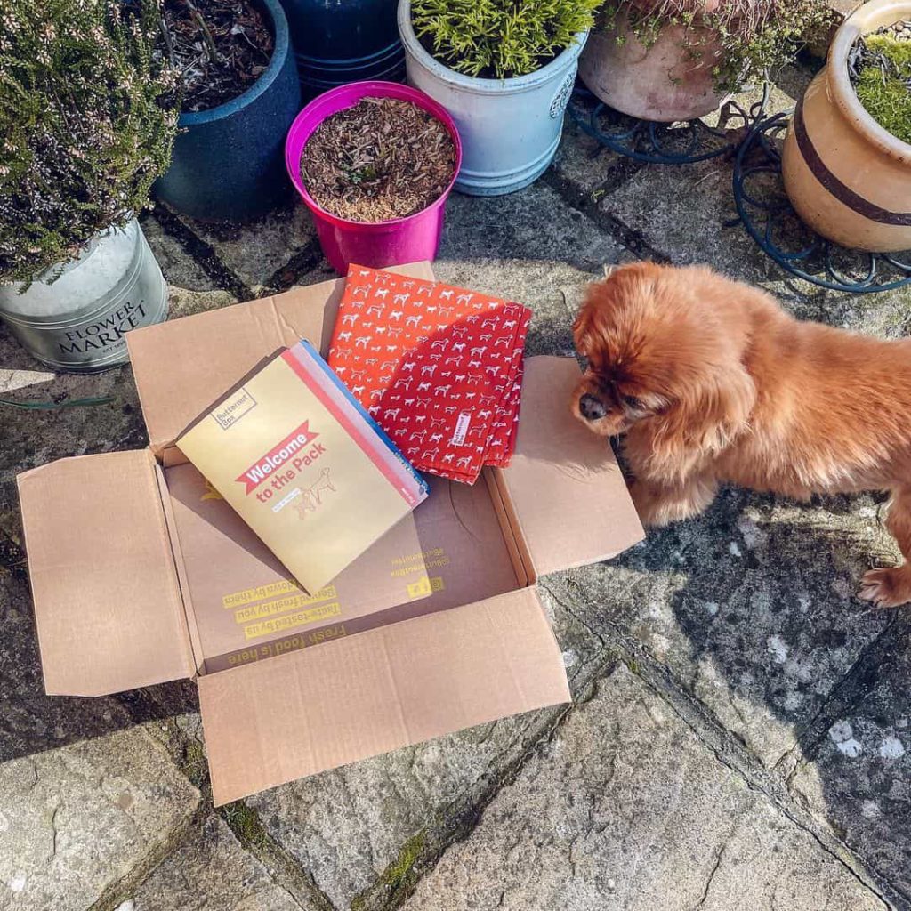 Butternut Box Review Must Read This Before Buying