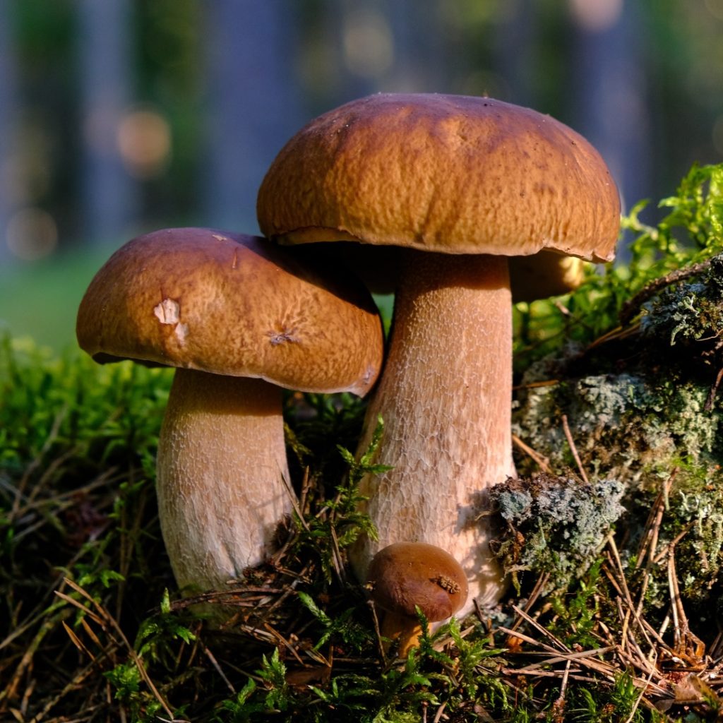 Host Defense Mushrooms Review