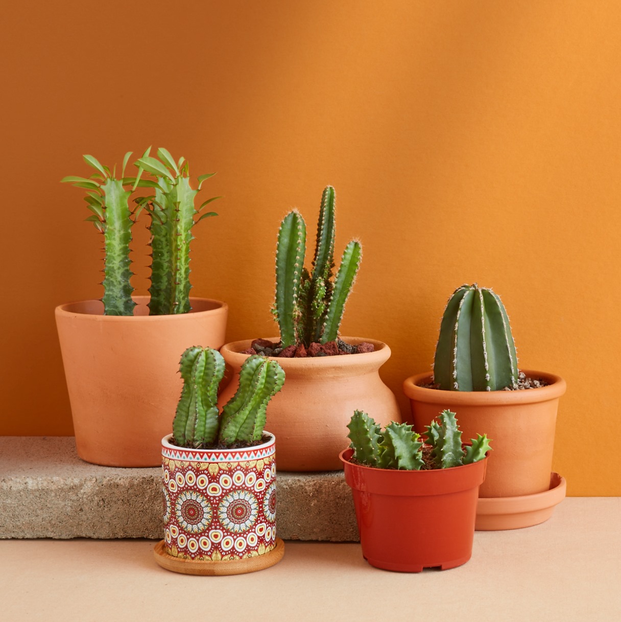 House Plant Shop Review Must Read This Before Buying