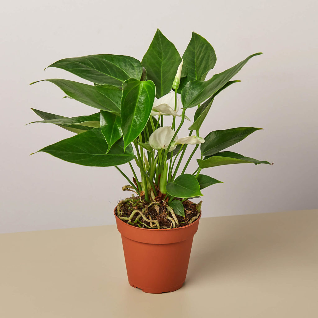 House Plant Shop Review