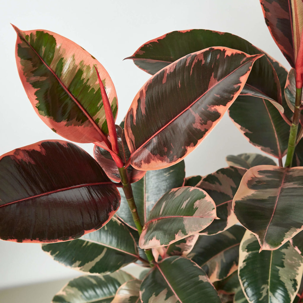 House Plant Shop Review