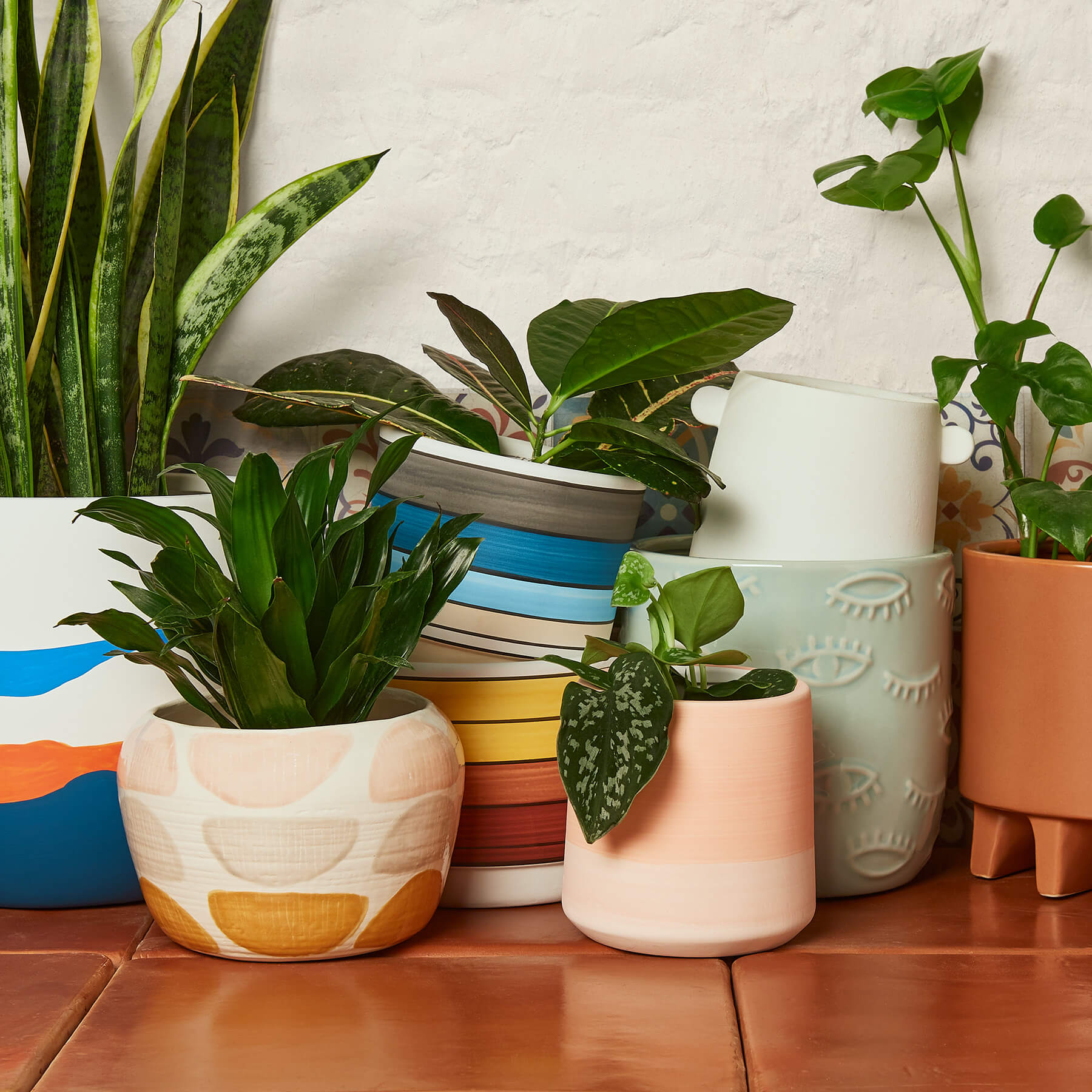 house-plant-shop-review-must-read-this-before-buying