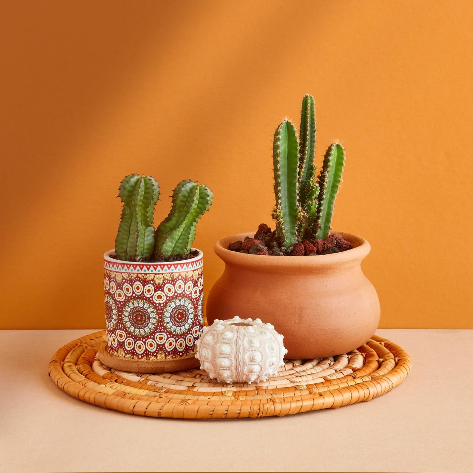 House Plant Shop Review Must Read This Before Buying