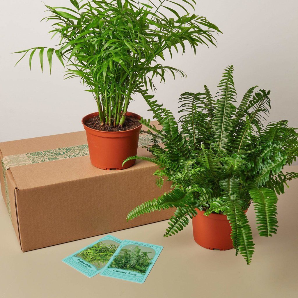 House Plant Shop Subscription Review