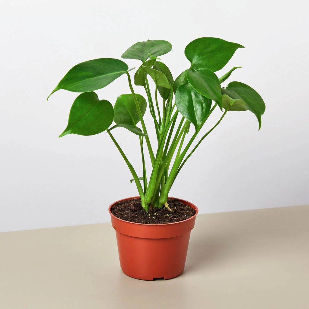 House Plant Shop Monstera 'Split-Leaf' Review