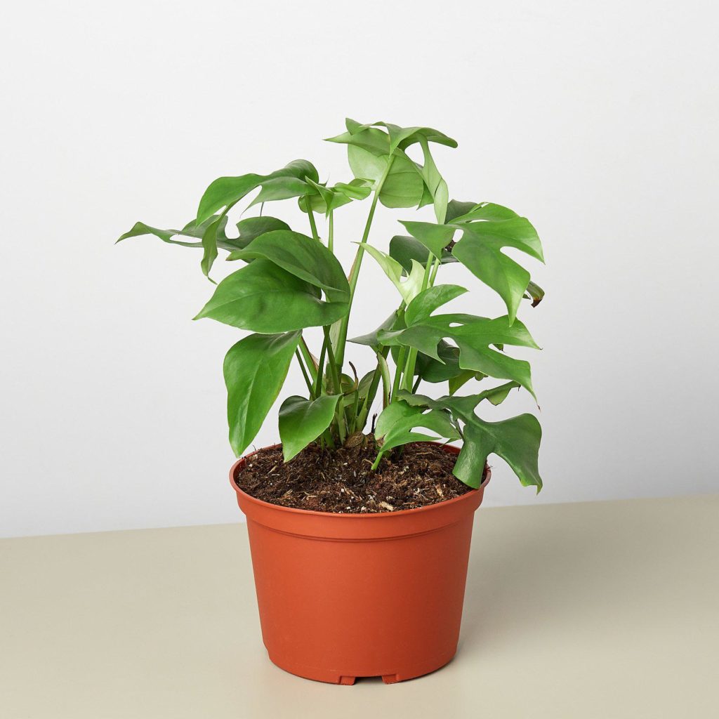 House Plant Shop Rhaphidophora 'Mini Monstera' Review 