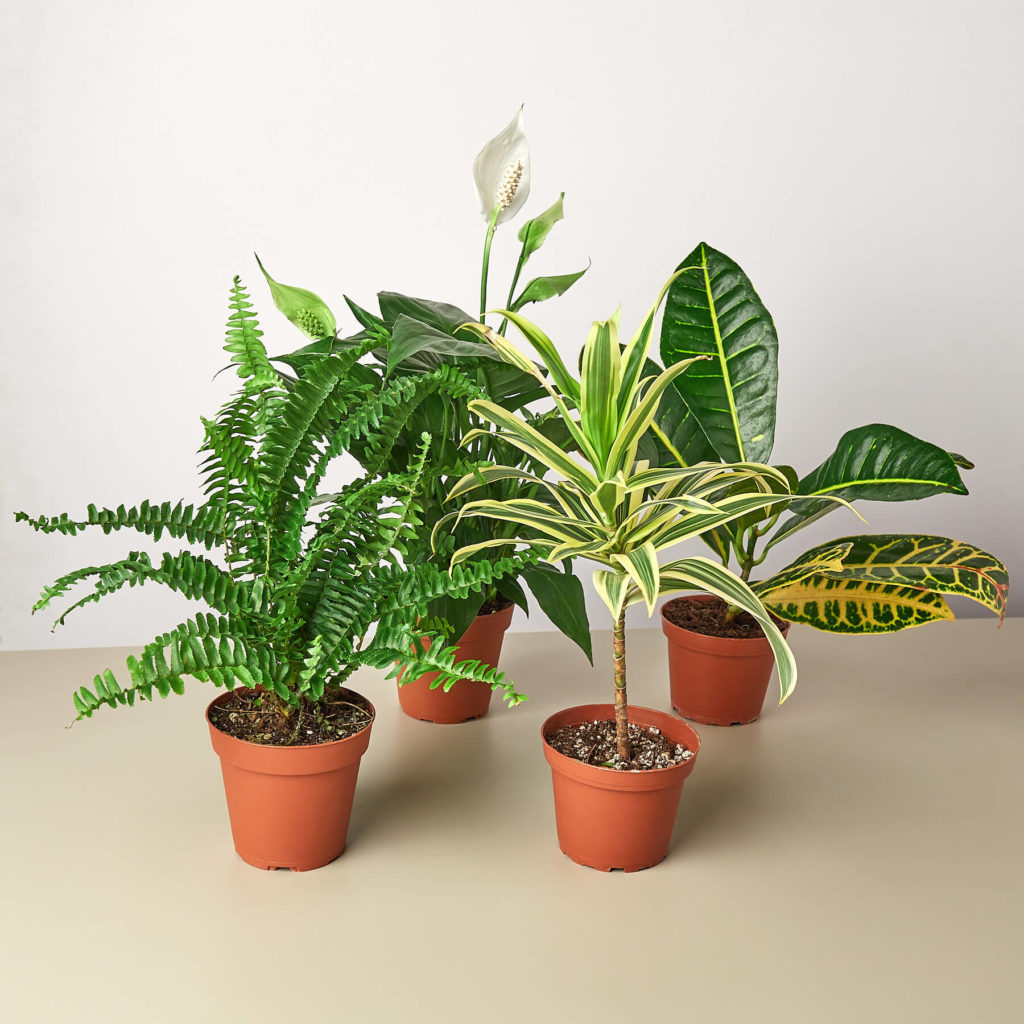 House Plant Shop Review