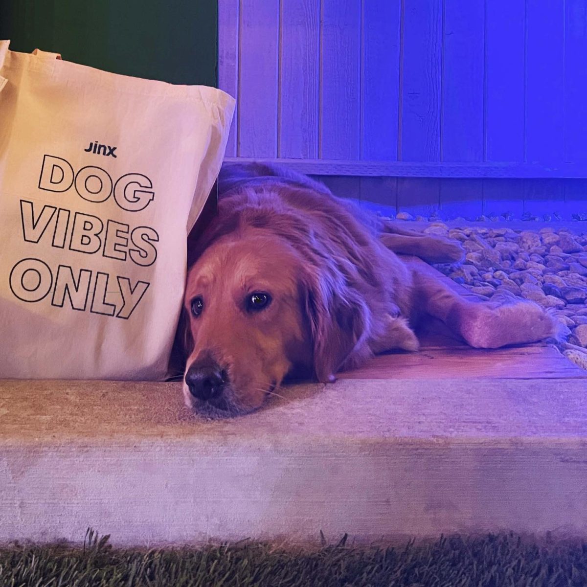 Jinx Dog Food Review Must Read This Before Buying