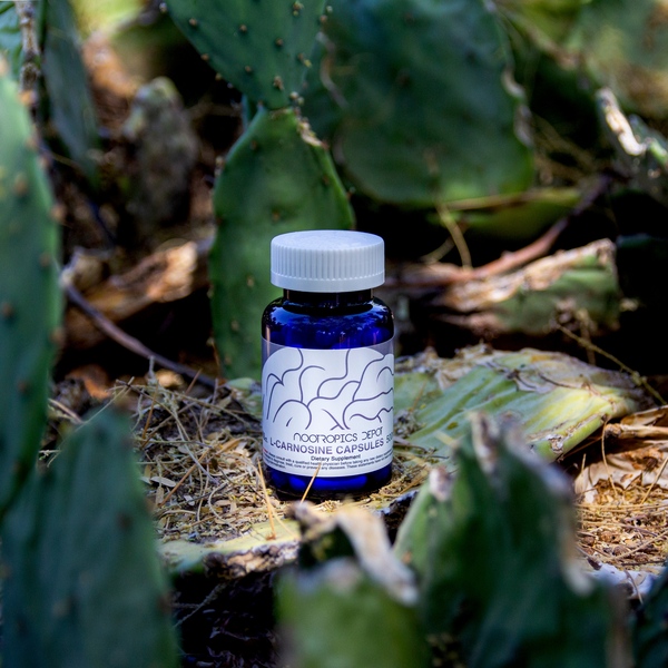 Nootropics Depot Review