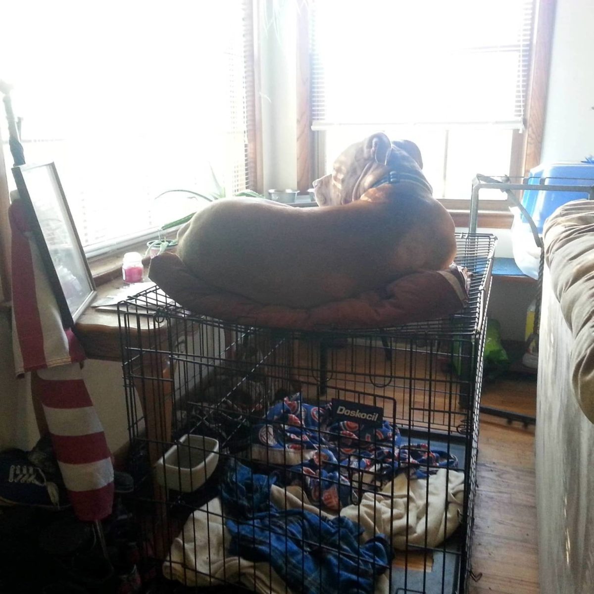 PetCareRX Review Must Read This Before Buying