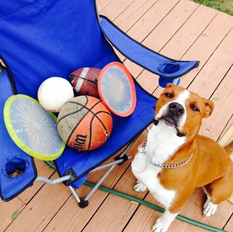 PetCareRX Review Must Read This Before Buying