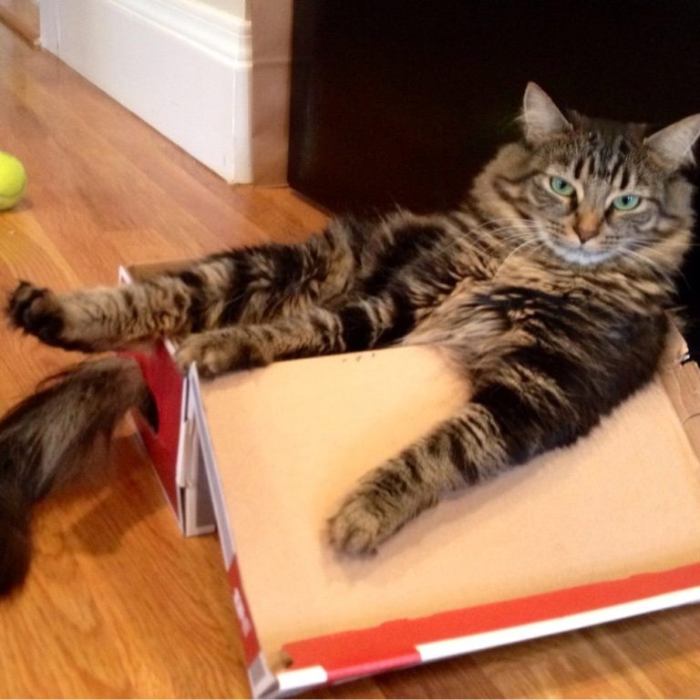 PetCareRX Review Must Read This Before Buying