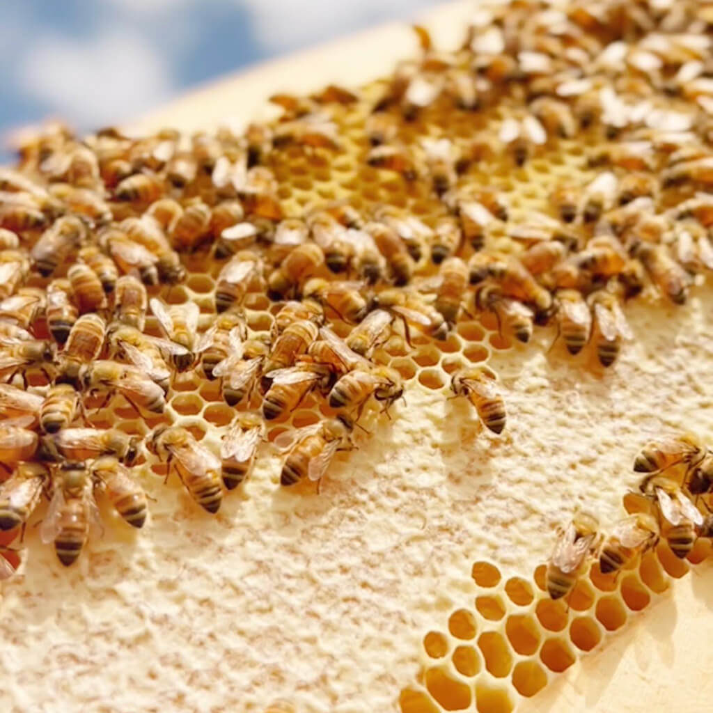 Savannah Bee Company Review