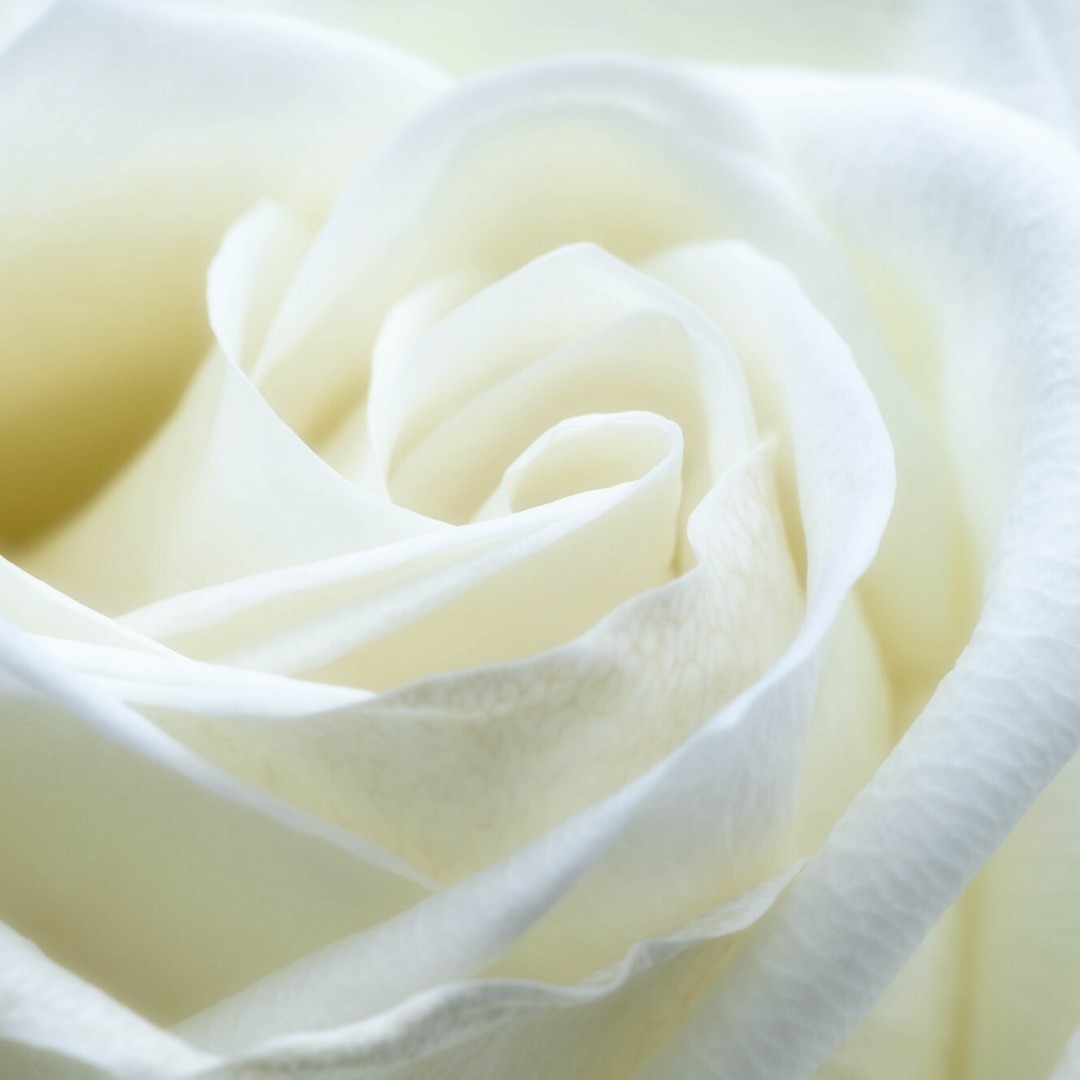 Send Flowers Review Must Read This Before Buying