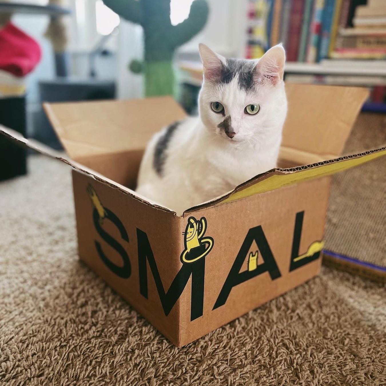 Smalls Cat Food Review - Must Read This Before Buying