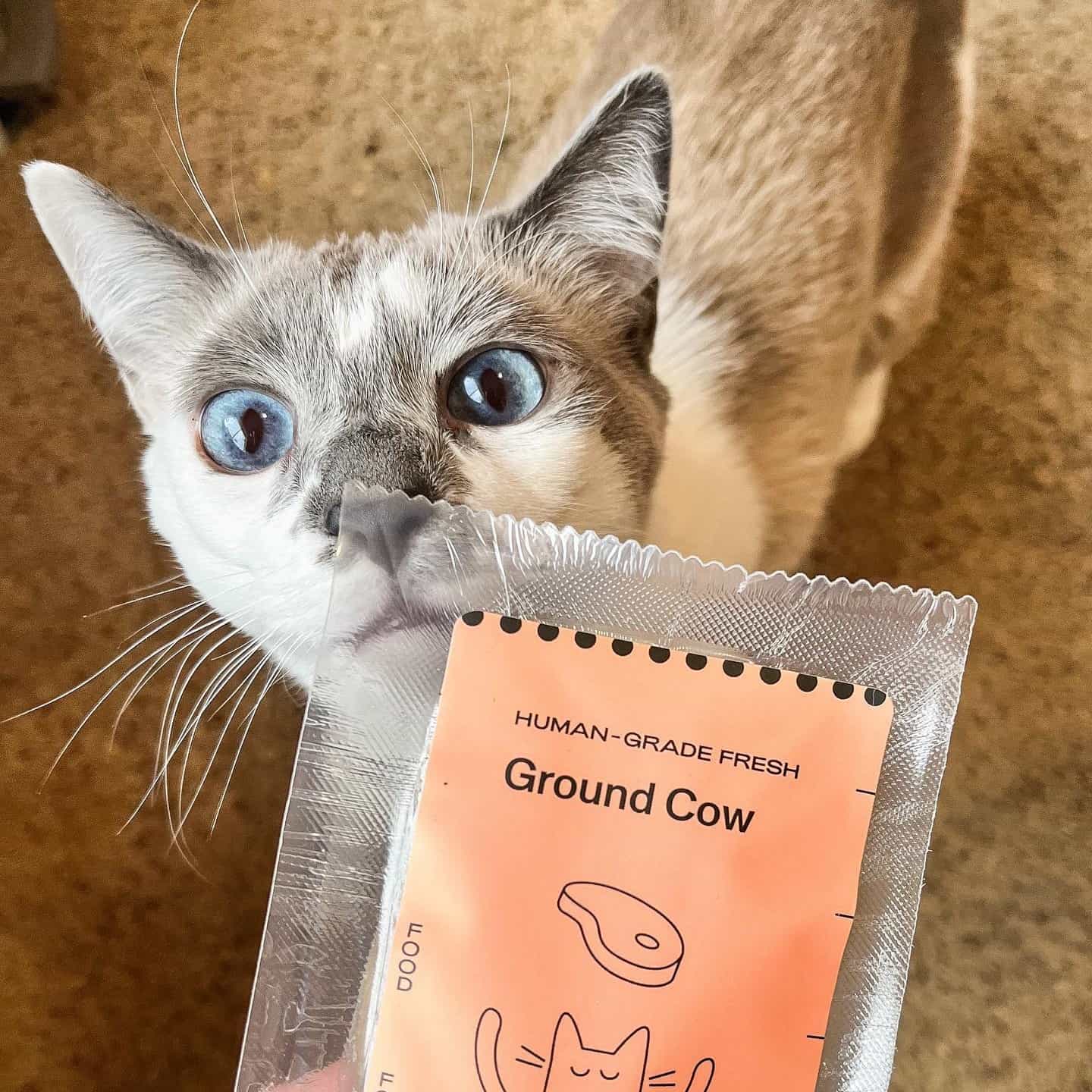 smalls-cat-food-review-must-read-this-before-buying