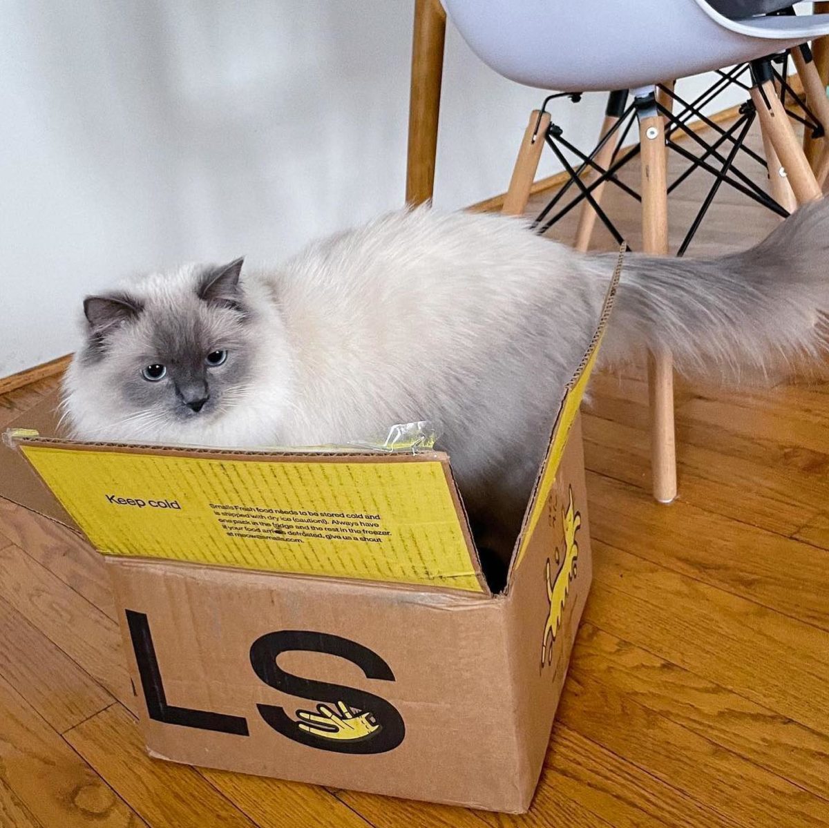 Smalls Cat Food Review Must Read This Before Buying