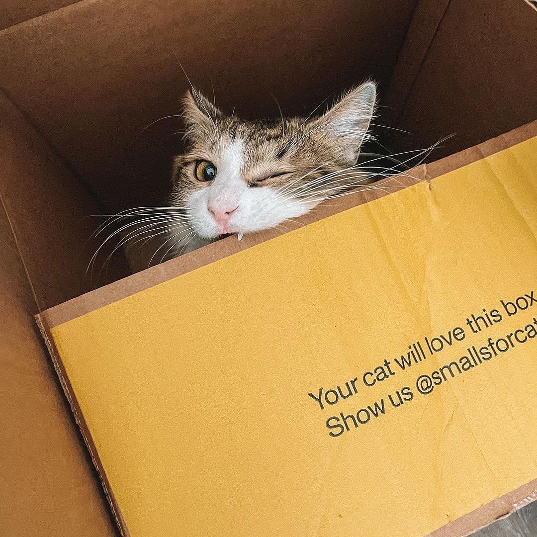 Smalls Cat Food Review Must Read This Before Buying