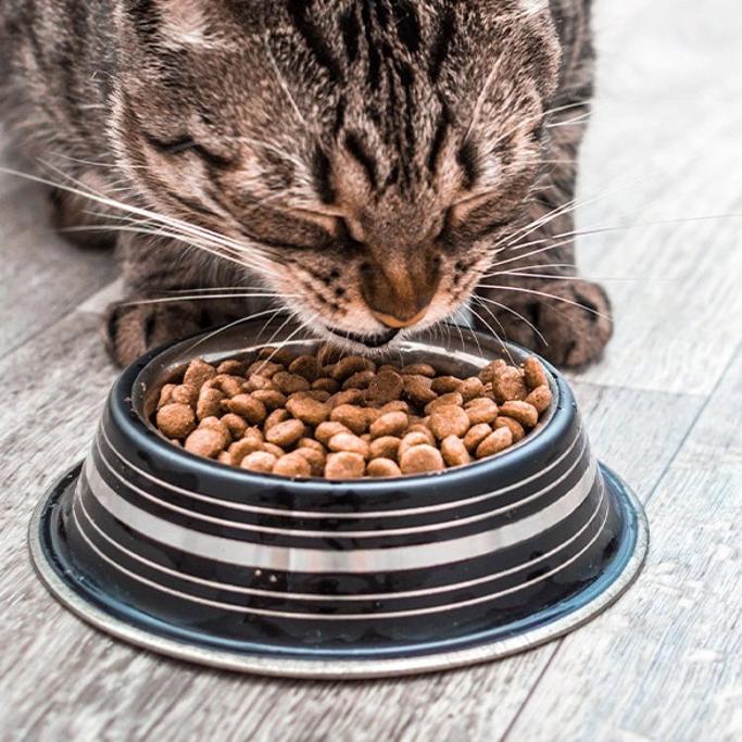 10 Best Cat Food Brands