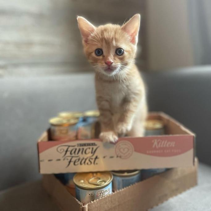 Best Kitten Food Brands