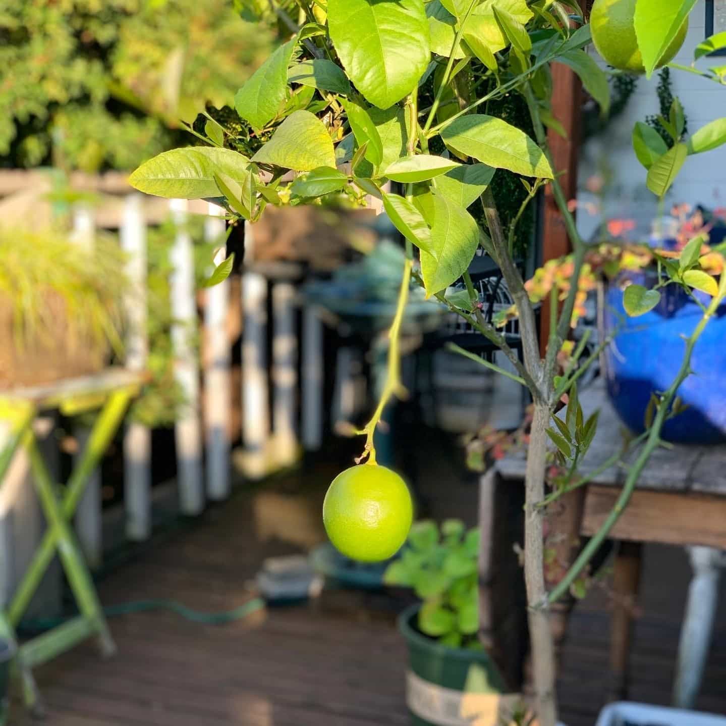 Fast Growing Trees Kansas