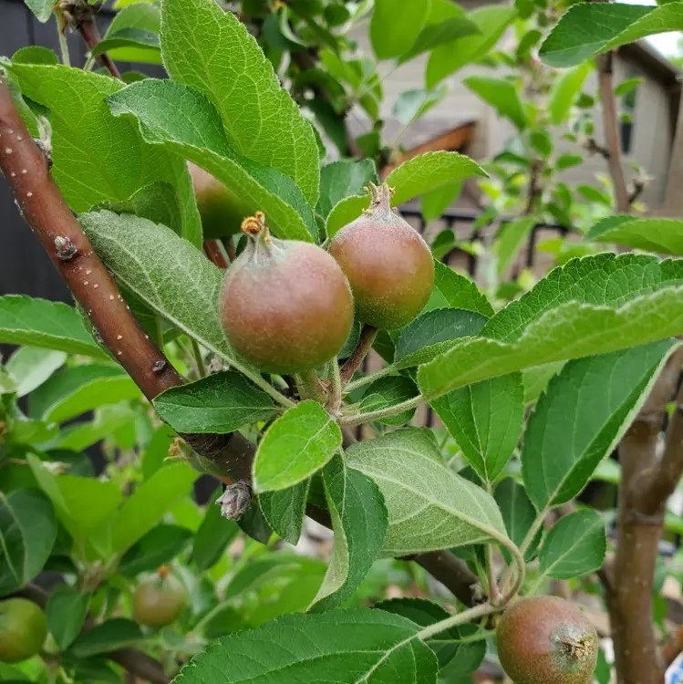 Fast Growing Trees 5-in-1 Apple Tree Review