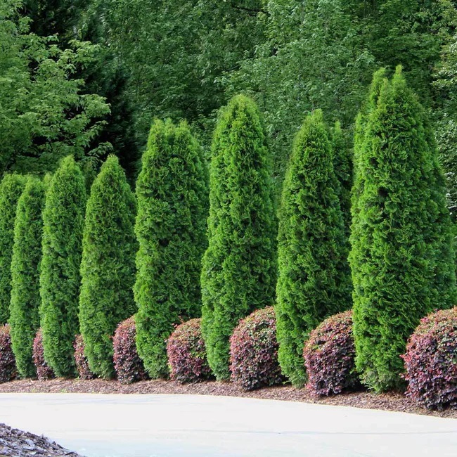 Fast Growing Trees Emerald Green Arborvitae Review