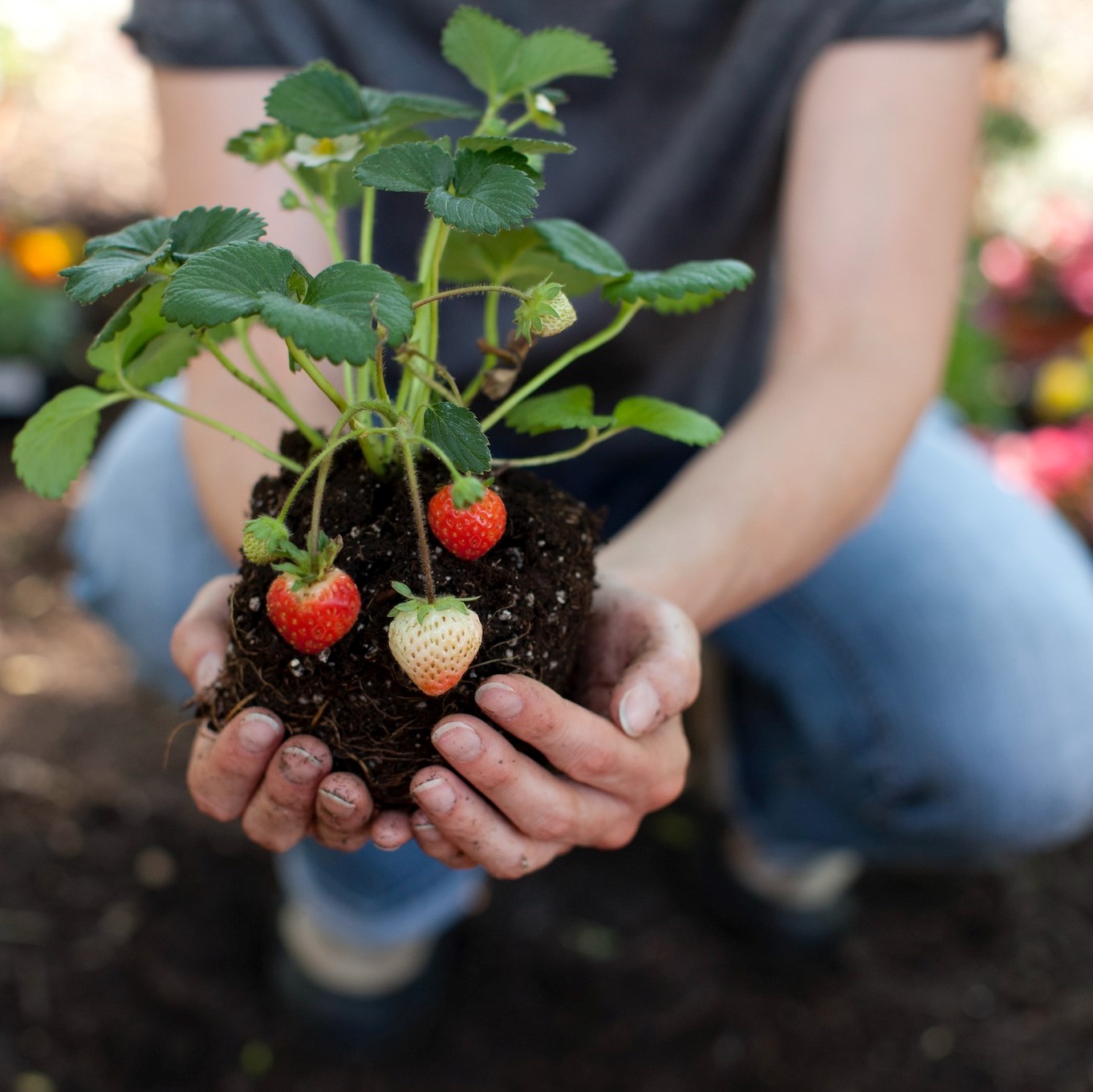 Fast Growing Trees Review Must Read This Before Buying