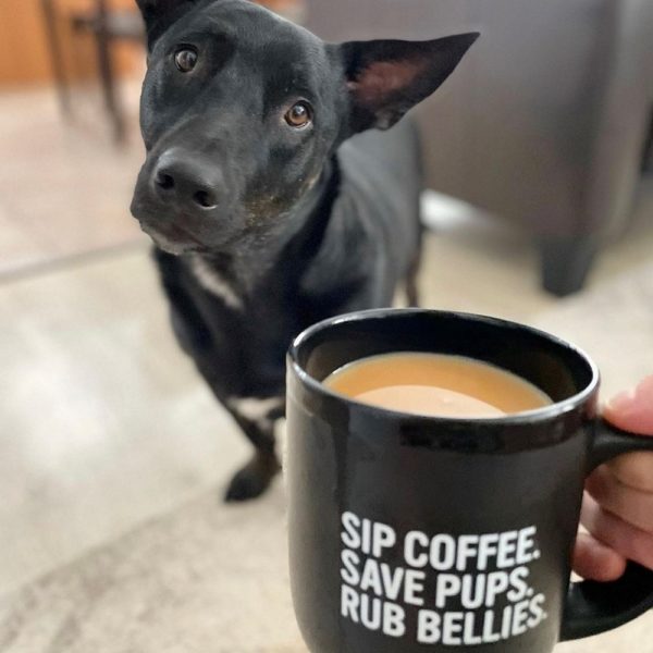 Grounds and Hounds Coffee Review Must Read This Before Buying