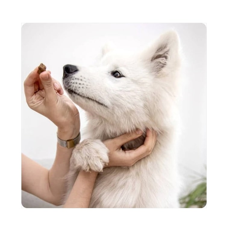 Mammaly Review 14 Mammaly Review