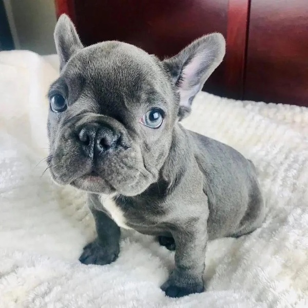 PuppySpot French Bulldog Puppies Review