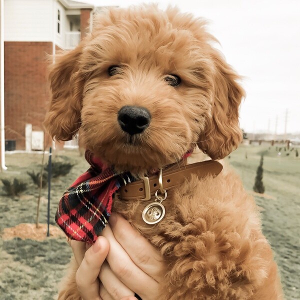 PuppySpot Goldendoodle Puppies Review 