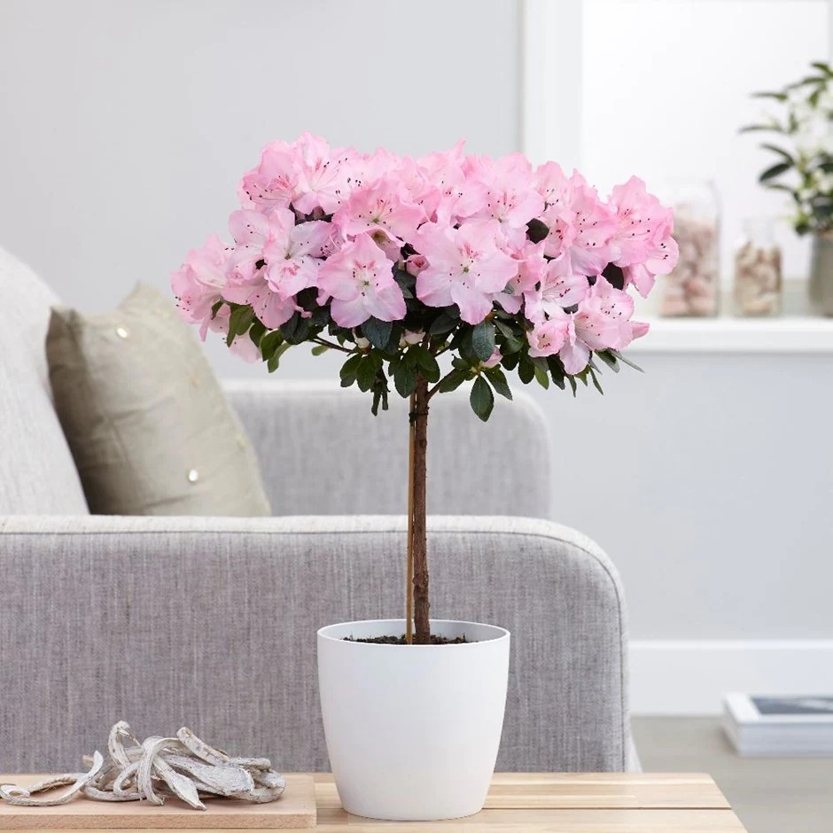 Waitrose Flowers Standard Azalea Review