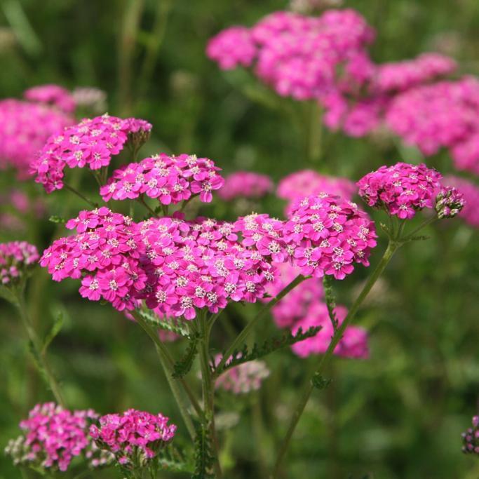 Waitrose Garden Review 1 Waitrose Garden Review