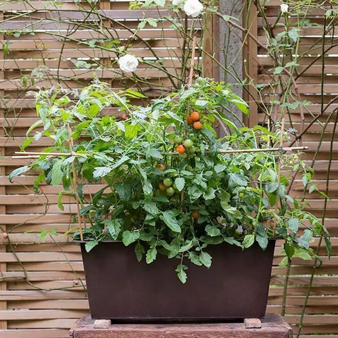 Waitrose Garden Review 15 Waitrose Garden Review