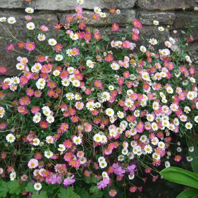 Waitrose Garden Review
